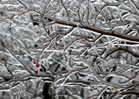 Ice Berries